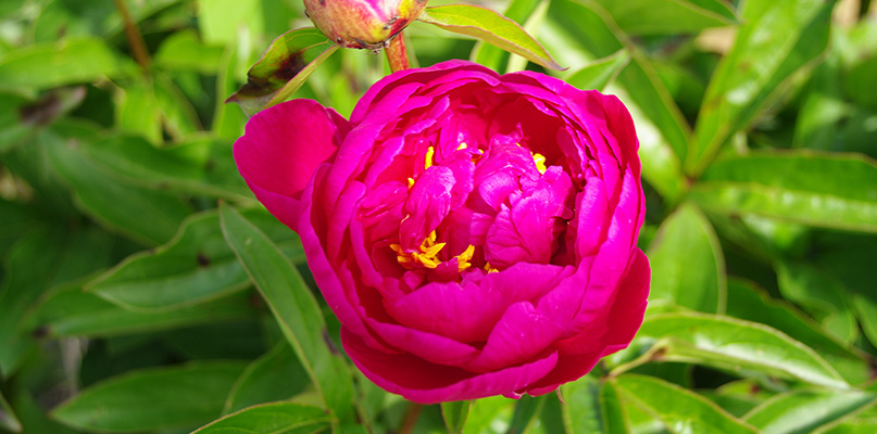 pivoines pivoines