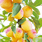Cueillette de Seresville Mirabelle