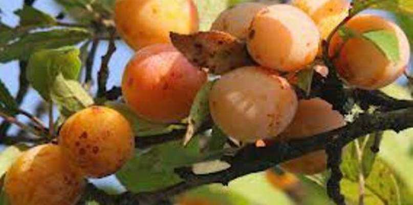 Un beau panier de vitamines à cueillir en ce moment!