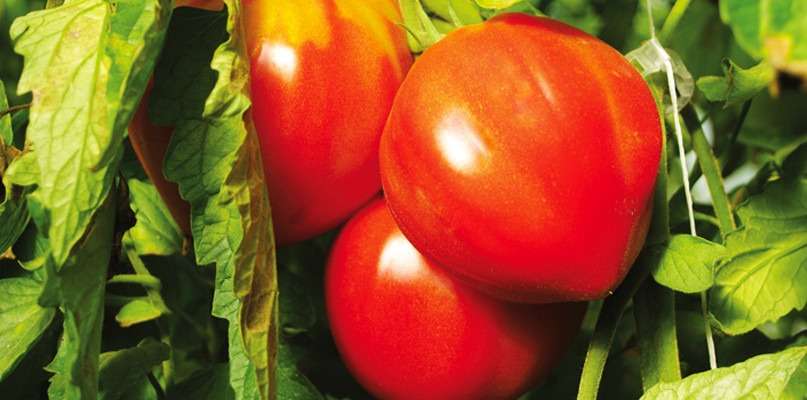 tomates coeur de boeuf