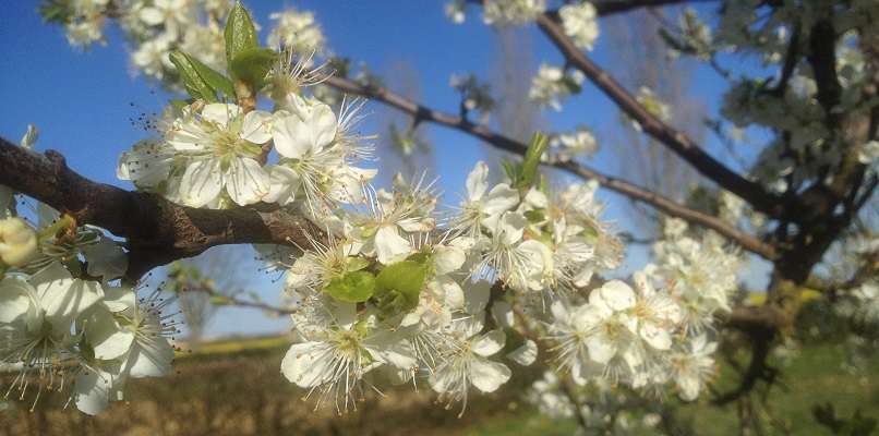 Parce qu'on aime profiter des bienfaits de la cueillette même le dimanche! C'est beau le printemps... (enfin quand il daigne se montrer..)