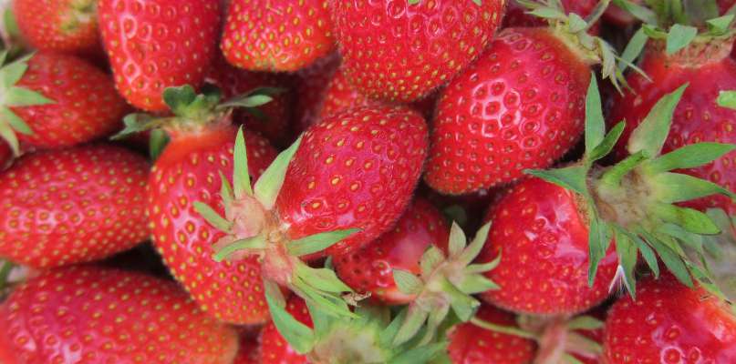 Fraises