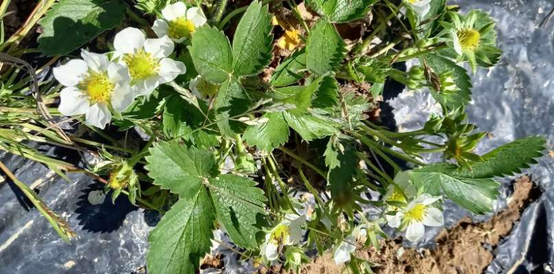Du vert, du croquant et des vitamines !