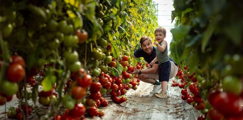 Tomates anciennes en folie!