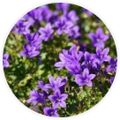 Campanules