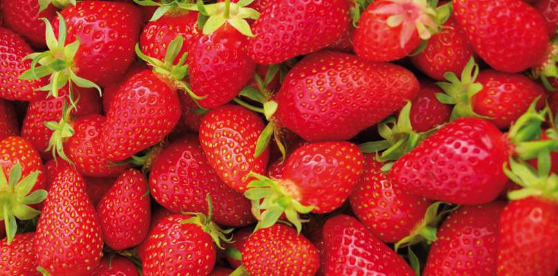 Offre spéciale fraise Offre spéciale fraise
