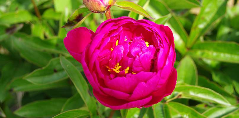 pivoines pivoines