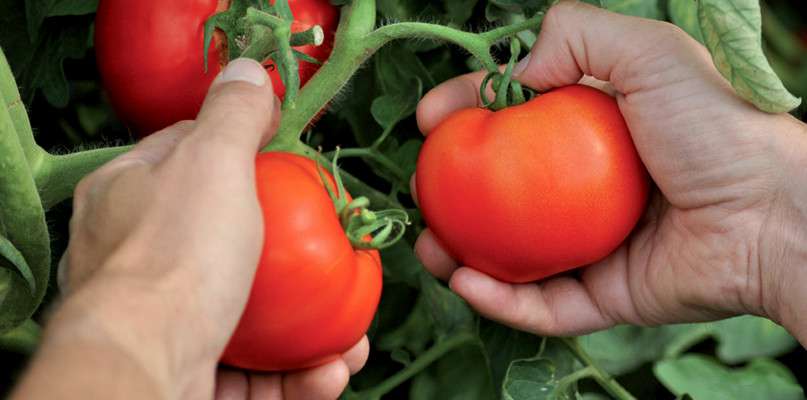 Cargaisons de tomates à la cueillette