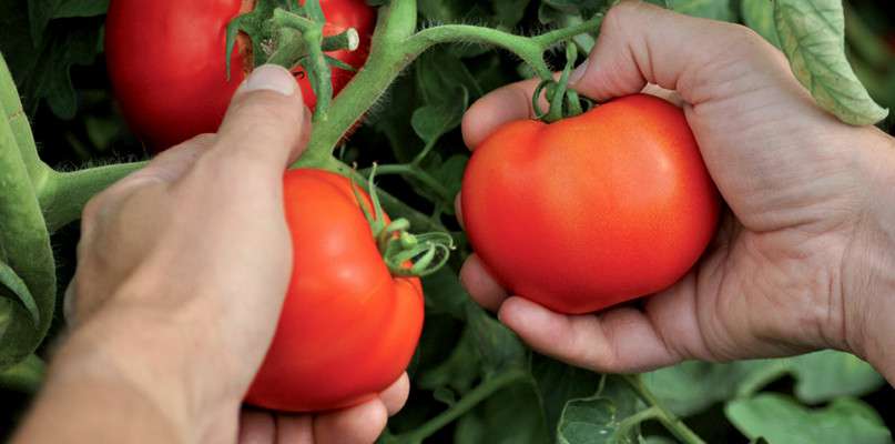 On voit la vie en rouge... Cargaisons de tomates à la cueillette