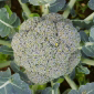 Cueillette de Seresville Brocoli