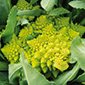 Cueillette de Seresville Chou romanesco
