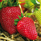 Cueillette de Seresville Fraises de saison
