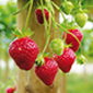 Cueillette de Seresville Fraises remontantes