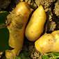 Cueillette de Seresville Pommes de terre primeurs