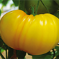 Cueillette de Seresville Tomate ananas
