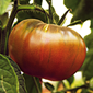Cueillette de Seresville Tomate noire de Crimée