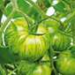 Cueillette de Seresville Tomate Green Zebra